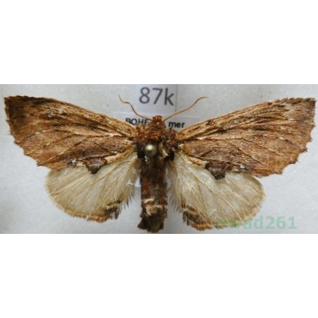 Ptilodon capucina (Linnaeus, 1758) male Wiechetka wielbłądka Czech87k